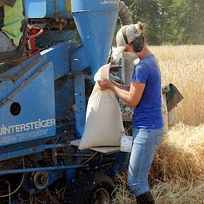 Volle zakken met geoogste triticale worden tijdens het dorsen verwisseld.