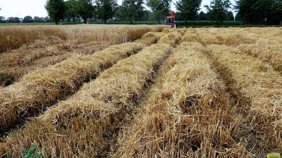 De triticale-teeltproef was verdeeld over bijna 900 proefveldjes.