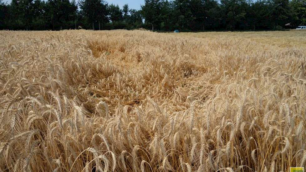 In de proef is gekeken naar zaken als groei, plantgezondheid, stevigheid  en natuurlijk opbrengst.