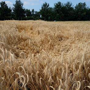 In de proef is gekeken naar zaken als groei, plantgezondheid, stevigheid  en natuurlijk opbrengst.