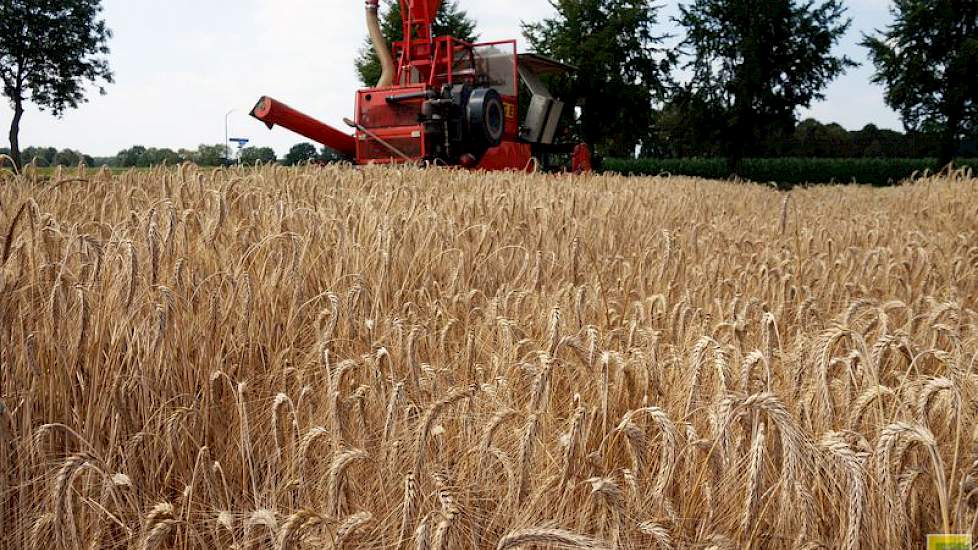 Het graan is in opdracht van het Zweedse Lantmännen SW Seed even buiten Westerbeek (NB) geteeld. Het Zweedse plantenveredelingsbedrijf doet hier op de grens van Brabant en Limburg een toetsing van nieuwe nummers triticale die geschikt zijn voor de teelt o