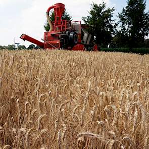 Het graan is in opdracht van het Zweedse Lantmännen SW Seed even buiten Westerbeek (NB) geteeld. Het Zweedse plantenveredelingsbedrijf doet hier op de grens van Brabant en Limburg een toetsing van nieuwe nummers triticale die geschikt zijn voor de teelt o