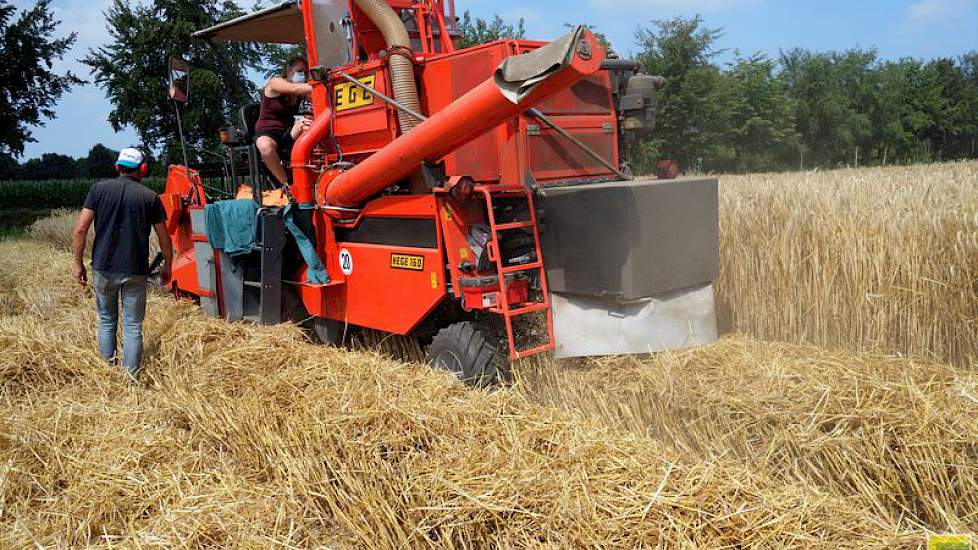 De triticale op de proefvelden in Westerbeek is in vier herhalingen ingezaaid.