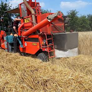 De triticale op de proefvelden in Westerbeek is in vier herhalingen ingezaaid.