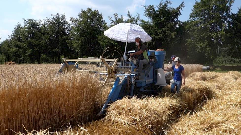 Triticale dorsen voor Lantmännen SW Seed
