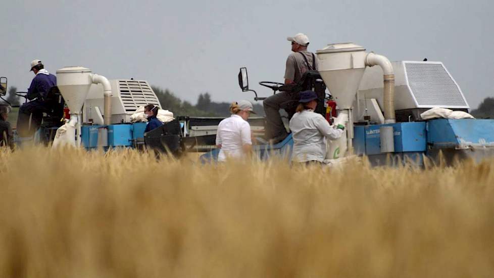 Wintergerst proefvelden oogsten | Limagrain Nederland