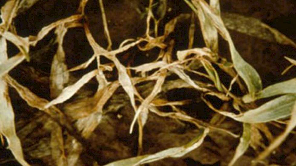 Tijdens de winter door Microdochium nivale aangetaste wintertarwe