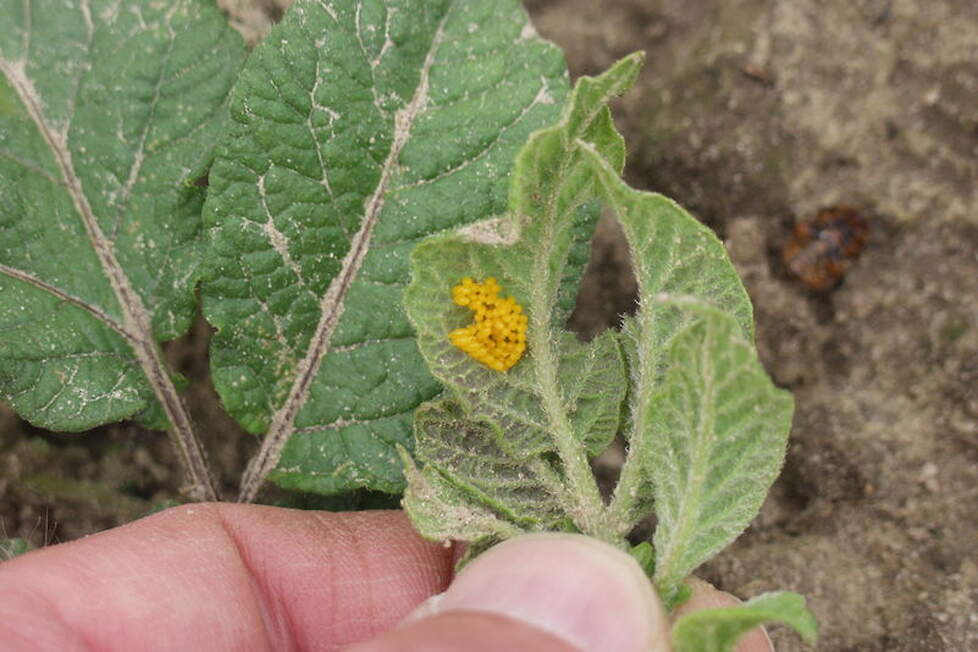 Eieren van de Coloradokever op aardappelopslag
