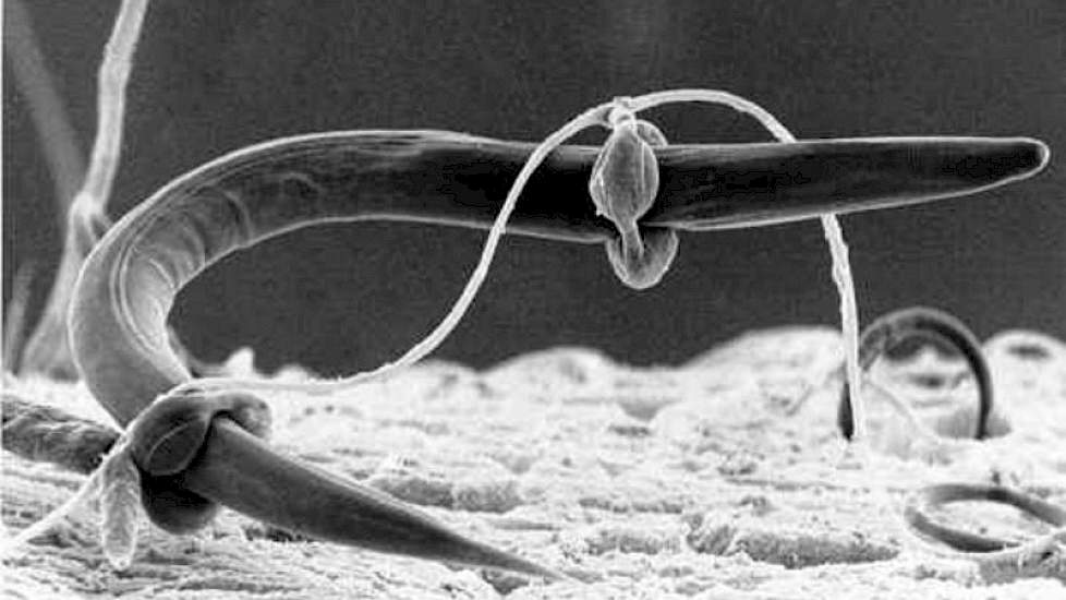 Foto 3: Een nematode wordt gewurgd door schimmeldraden met een lasso.