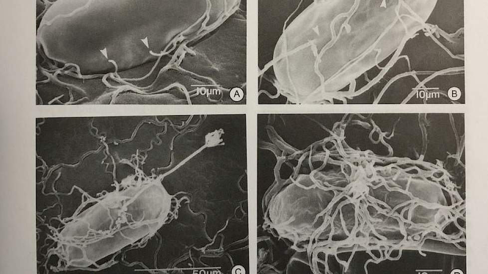 Foto 4: Bron: Biological control of plant parasitic nematodes. Verschillende algemeen voorkomende schimmels infecteren zelfs de eitjes van nematoden.