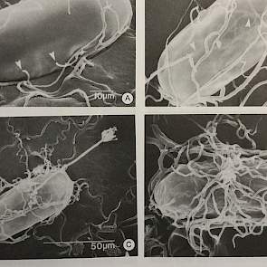 Foto 4: Bron: Biological control of plant parasitic nematodes. Verschillende algemeen voorkomende schimmels infecteren zelfs de eitjes van nematoden.