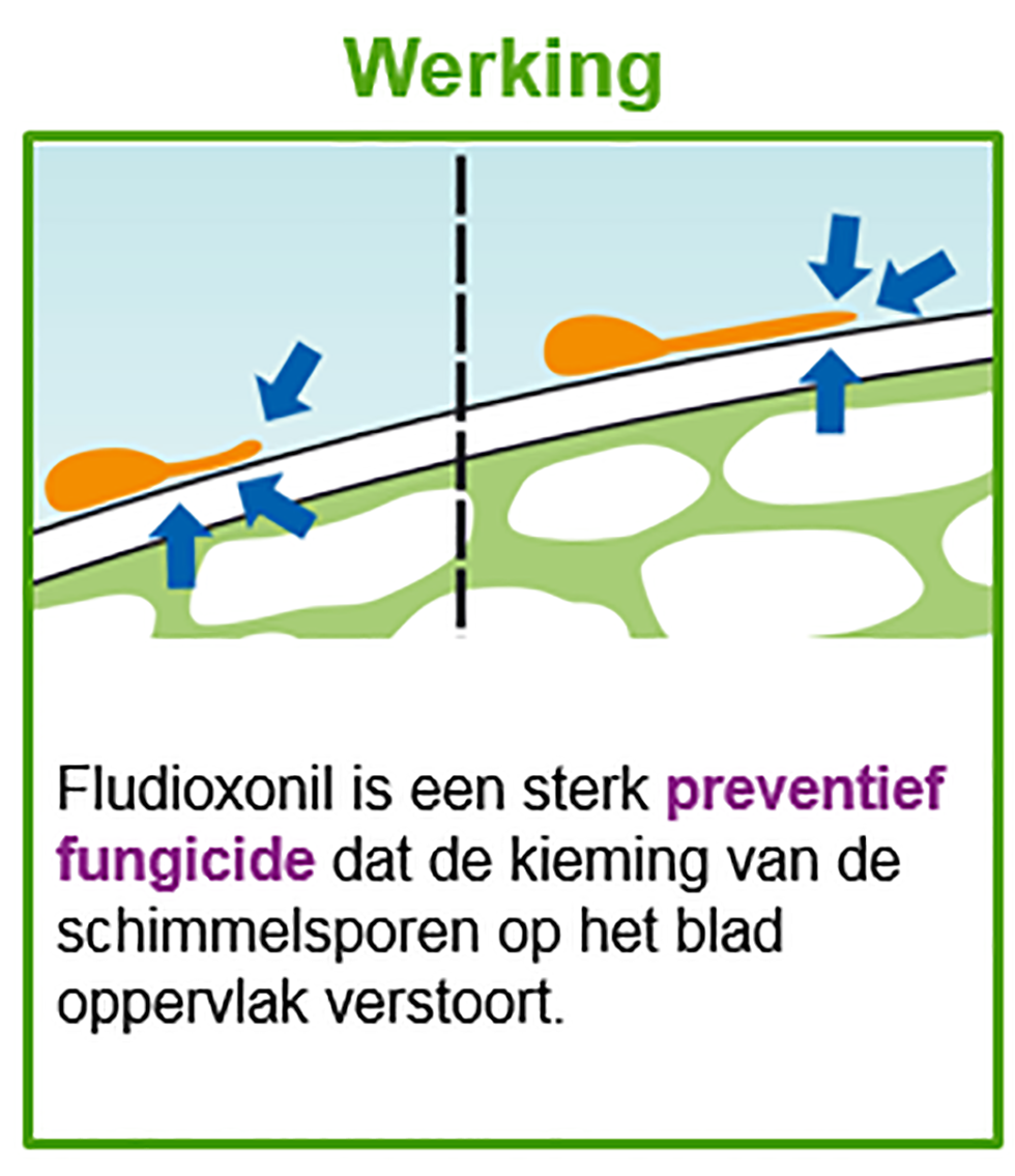 Cosquillas Descongelar, descongelar, descongelar heladas Es barato Syngenta › Houd uw bonen goed in de gaten en voorkom Sclerotinia en  Botrytis | Akkerwijzer.nl - Nieuws en kennis voor de akkerbouwers