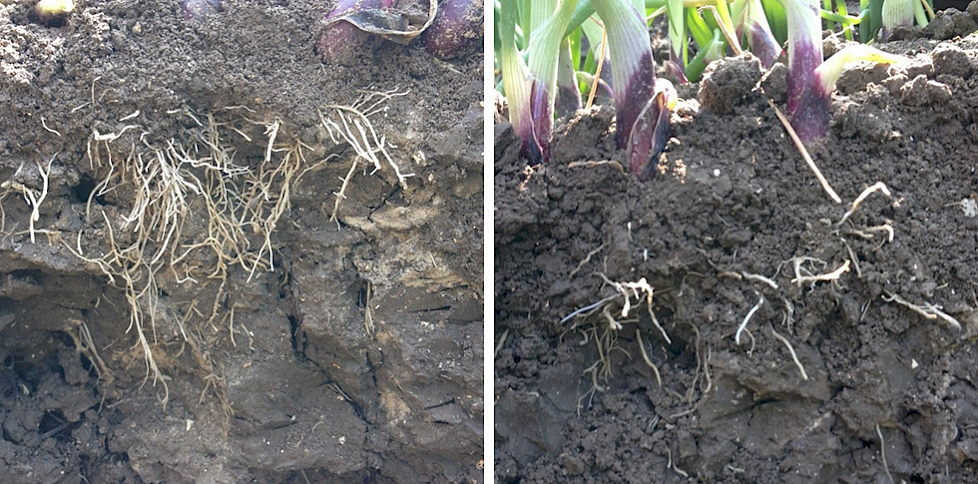Links goed ontwikkelde wortels in de bovenlaag, rechts matige wortelontwikkeling in de bovenlaag.