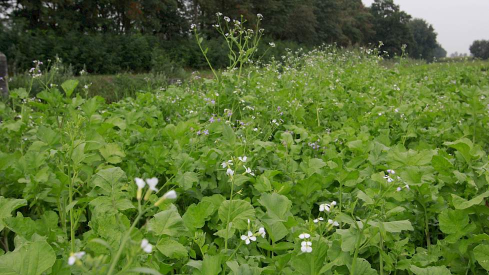 Een van de voordelen van groenbemestermengsels is de slagingskans. Ongeacht de weersomstandigheden zijn er altijd soorten die slagen zorgen voor een goede bedekking tegen onkruid.