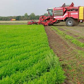 Op de kopakker is de waspeen in vrachtwagens gestort om direct naar de verwerkingslocatie van de Kruisberghoeve e worden gebracht.