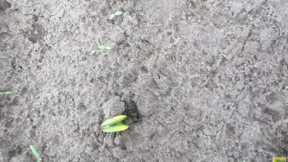 13 mei: De eerste boontjes staan al boven. Het boontje wordt als het ware omhoog gedrukt.