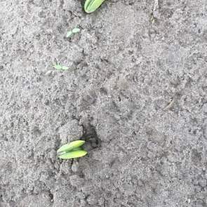 13 mei: De eerste boontjes staan al boven. Het boontje wordt als het ware omhoog gedrukt.