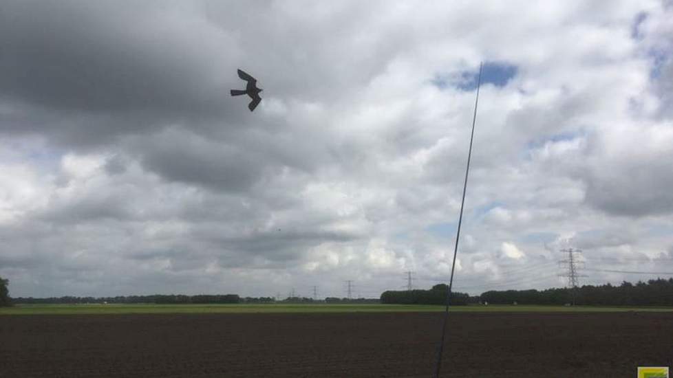 13 mei: Het boontje is een lekkernij voor duiven, dus vanaf nu is het goed opletten of er vogels bij de bonen zitten. Ter bescherming heeft Nijhoff twee vogelverschrikkers geplaatst.