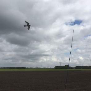 13 mei: Het boontje is een lekkernij voor duiven, dus vanaf nu is het goed opletten of er vogels bij de bonen zitten. Ter bescherming heeft Nijhoff twee vogelverschrikkers geplaatst.