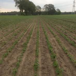 25 mei: Het gewas staat er nu drie weken. De planten maar ook het onkruid groeien goed door. Daarom is er weer gespoten met een bodemherbicide.