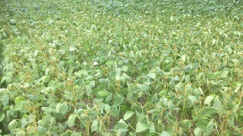 16 juli: Deze soja groeit op een zandkop en heeft daardoor eerder last van droogte.