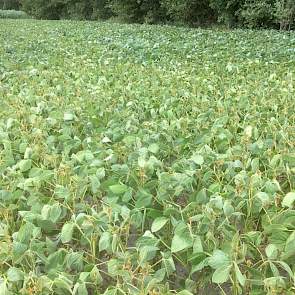 16 juli: Deze soja groeit op een zandkop en heeft daardoor eerder last van droogte.