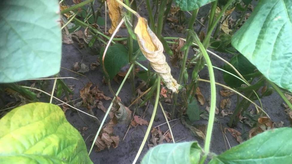 16 juli: Het gewas krijgt nu ook last van de aanhoudende droogte. Dat is te zien aan het dode blad.