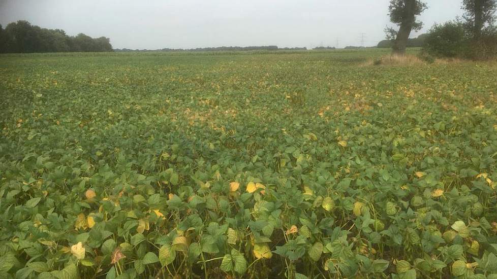 31 augustus: ... dit deel wel. Niet alleen in het blad, maar ook in het aantal peulen per plant zijn de verschillen groot. In een deel van het perceel, achter de houtwallen, is geen mogelijkheid om te beregenen, zegt Nijhoff. In totaal is 2 hectare berege