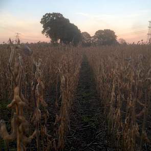 10 oktober: De bovenste peultjes worden nu bruin, maar de boontjes die er in zitten zijn nog niet droog genoeg. Omdat er begin september nog peultjes zijn gezet in de top van de planten duurt het nog wel tot eind volgende week voor de oogst kan beginnen.