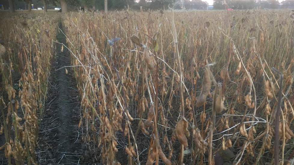 10 oktober: De oogst nadert. Het is nu wachten tot de laatste blaadjes van de planten vallen. Dan staan er alleen nog stengels met daaraan de peultjes.