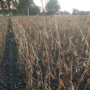 10 oktober: De oogst nadert. Het is nu wachten tot de laatste blaadjes van de planten vallen. Dan staan er alleen nog stengels met daaraan de peultjes.