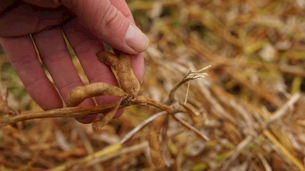 1 november: Ook de nieuwe peultjes die na de hergroei in september waren ontstaan, waren nu voldoende afgerijpt. De boontjes hebben de gewenste gummi-achtige kwaliteit. Bij de oogst vormde de steel van de plant een uitdaging. Deze waren nog niet geheel af