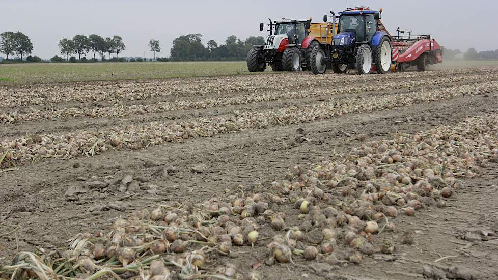 De uien van het ras Dormo zijn niet beregend. Sturm: „Ik heb regelmatig de wortels van de planten in de gaten gehouden. Dat ging hier wel goed. Het is hier opdrachtige zavelgrond.”