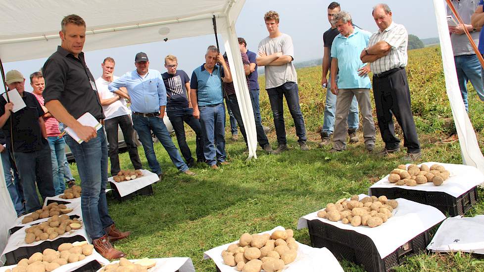 Circa 30 procent van de aardappelen op de Zuid-Limburgs akker kampt met doorwas. Deze schatting doet Hans Gunneman van Farm Frites. Volgens hem komt Zuid-Limburg nog goed weg ten opzichte van de telers in het westen van het land. Daar ligt het doorwasperc