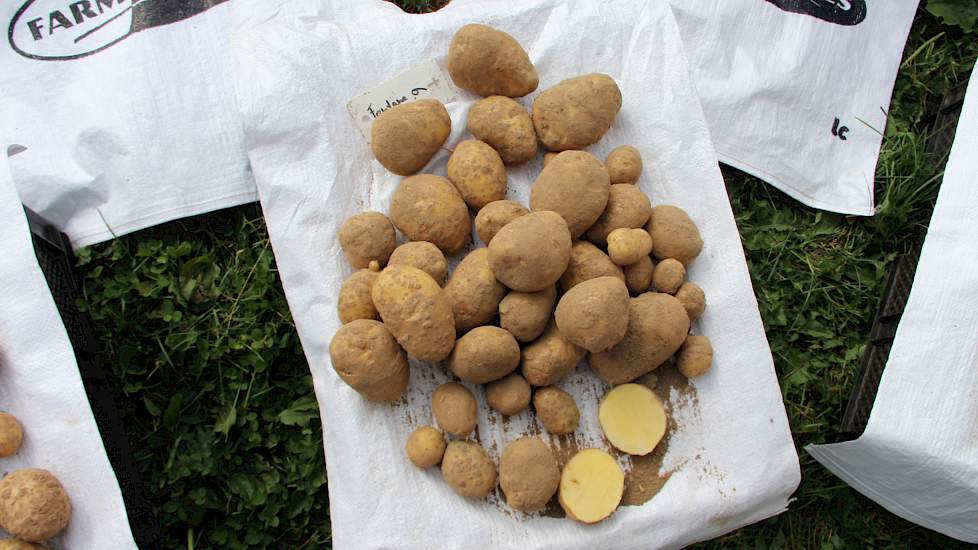 Bewaring van de huidige aardappelen vraagt extra aandacht. Het feit dat ze door de droogte in een stresspositie zijn geraakt, zal waarschijnlijk ook zijn uitwerking hebben op de bewaring. Gunneman adviseert om er in de bewaarschuur goed bovenop te blijven