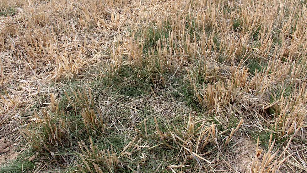 Barenbrug heeft in Wijnandsrade een proef gelegd in het gelijktijdig zaaien van haar nieuwe groenbemester mengsel Proterra Granen met wintergerst. Het verschil ten opzichte van Proterra Cereals is dat bij het nieuwe mengsel de teler (op het juiste moment