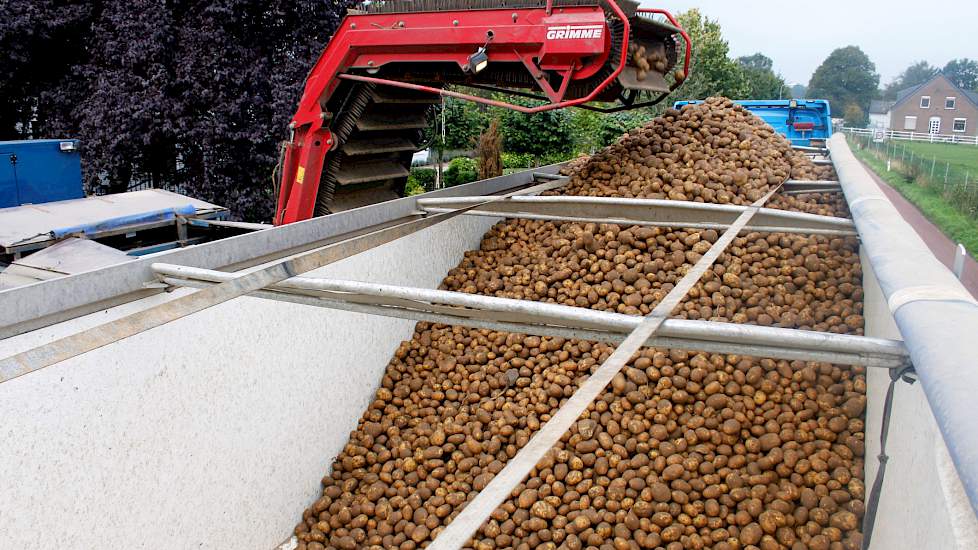 Lamers is niet ontevreden over de oogst na deze extreem droge en warme zomer. „De aardappelen uit het beregende deel zijn zelfs vrij grof, de rest is gemiddeld.”