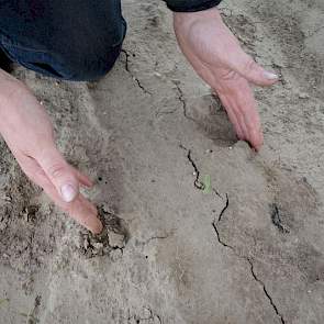 „Hier heb ik een paar weken eerder met cultuurbanden bieten gezaaid en je ziet  duidelijk meer spoorvorming. Tegenwoordig heb je bietenrassen die hoger boven de grond uit komen. Als die op de kant van zo’n spoor groeien, heb je veel meer kans dat de biete