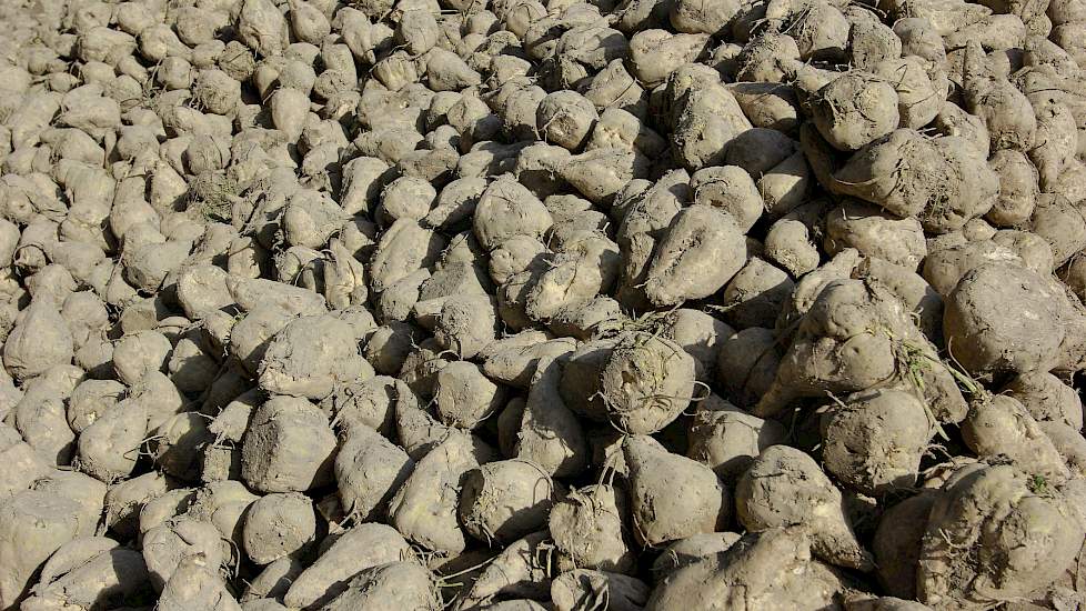 Wouda: „Ik schat de opbrengst voor ons ras Lonneka op zo’n 100 ton. Omdat we hier ook met proefvelden in de percelen werken en we daar omheen met extra bewerkingswerkzaamheden te maken hebben, zal het op die stukken en met name de kopakkers wel wat lager