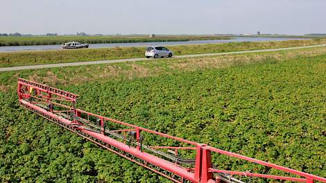 Dit perceel aardappelen van Anselm Claassen grenst ook aan het Reitdiep, maar hier is geen pootgoedvrije zone nodig omdat de weg als buffer dient. Op percelen die direct aan deze rivier liggen, hanteert hij wel deze stroken met de breedte van een halve sp
