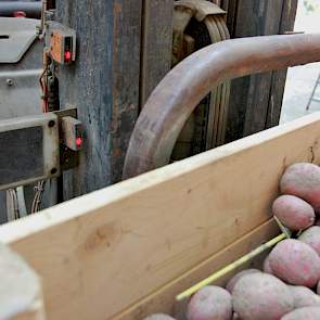 Kisten met aardappelen die op de speciale strook langs het Reitdiep zijn geteeld (niet de aardappelen op deze foto) slaat Claassen apart op: de kisten worden gescheiden van de partijen hoogwaardig pootgoed bewaard.