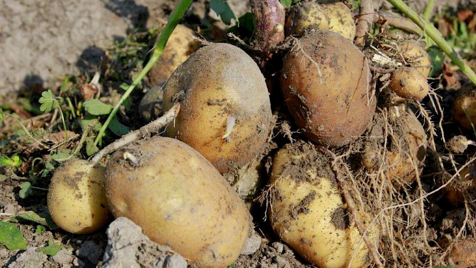 Zeker een kwart minder aardappelen komt er van het land af, is de inschatting van Claassen. Het zijn met name de vroege rassen die zijn getroffen door de droogte, vertelt de akkerbouwer. En tot zijn grote verbazing trof hij zelfs beginnende doorwas aan in