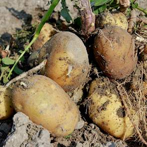 Zeker een kwart minder aardappelen komt er van het land af, is de inschatting van Claassen. Het zijn met name de vroege rassen die zijn getroffen door de droogte, vertelt de akkerbouwer. En tot zijn grote verbazing trof hij zelfs beginnende doorwas aan in