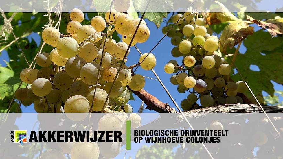 Biologische druiventeelt op Wijnhoeve Colonjes