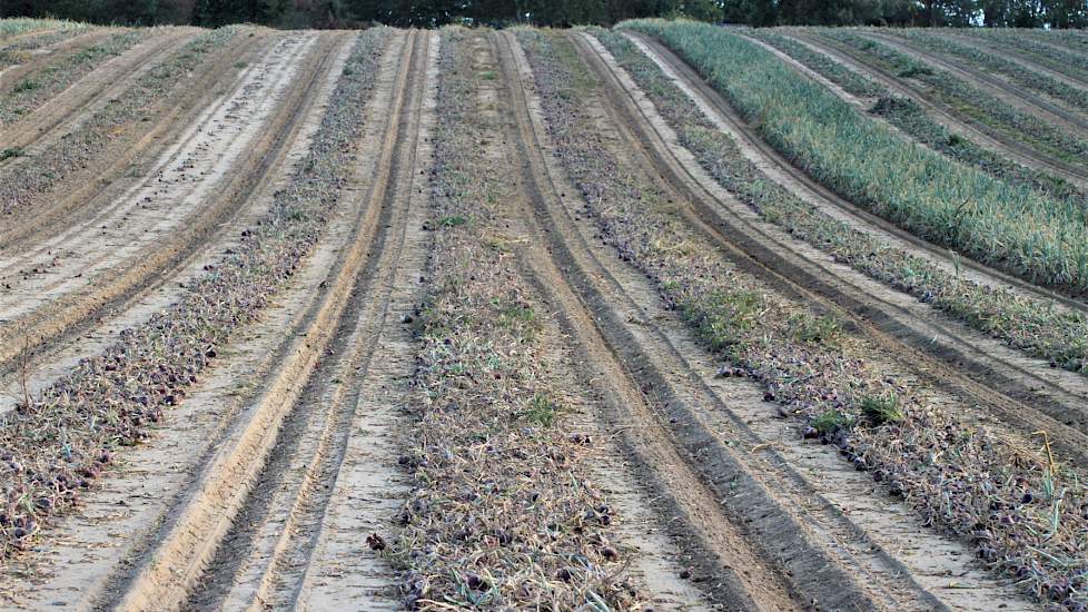 Het perceel van 2,65 hectare aan de Wylerbaan is eigendom van akkerbouwbedrijf Beijer. De rode uien zijn van het ras Red Tide van Bejo/De Groot en Slot. Len Beijer, die samen met zijn vader, moeder en broer de VOF draait, laat weten dat collega Wall het z