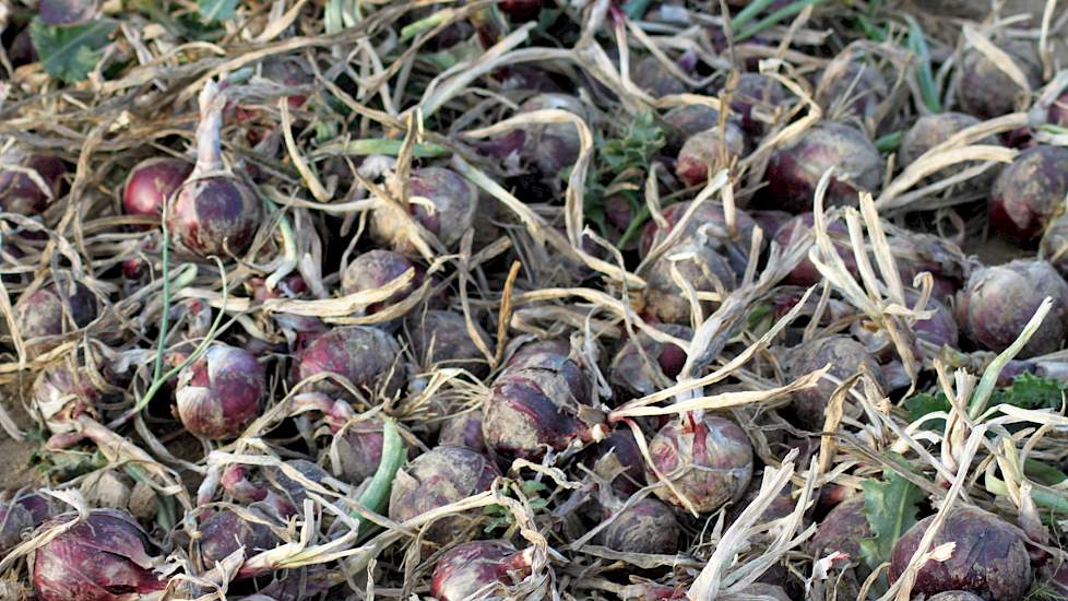 De ziektedruk in het afgelopen seizoen was volgens Beijer als gevolg van de langdurige droogte erg laag. „Wel hebben we op dit perceel in het begin last van aaltjes gehad, maar daar door twee bladmeststoffen, ureum en Kristalon Blauw, te spuiten, hebben w