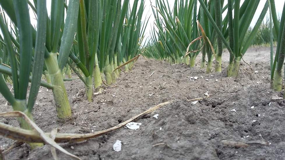 12 april: De eerste uien beginnen al met bollen.