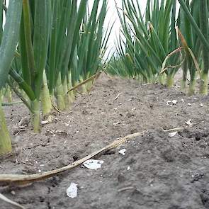 12 april: De eerste uien beginnen al met bollen.