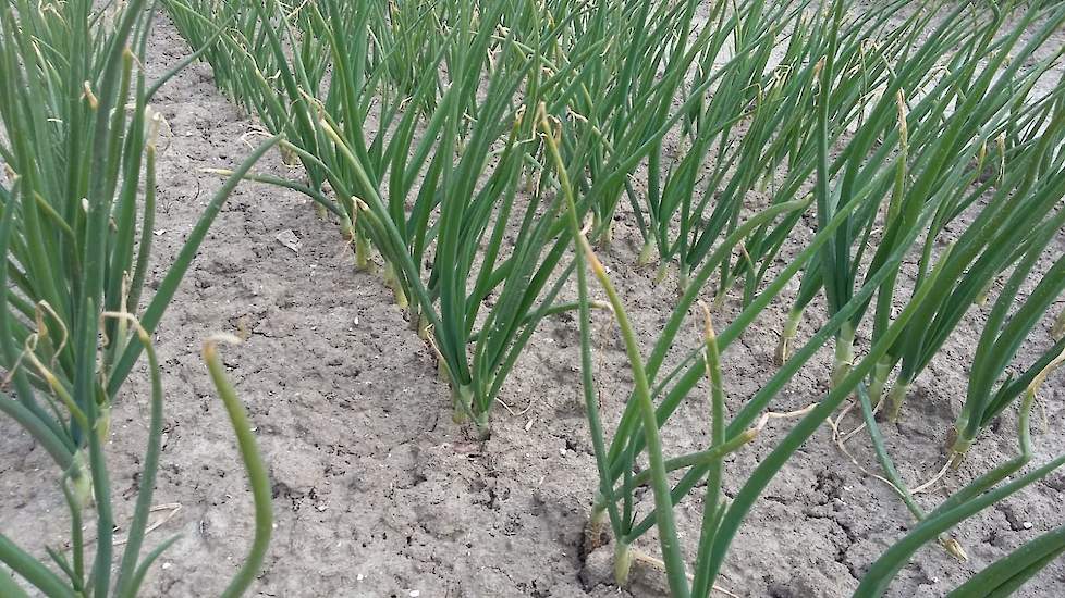 12 april: De stand is niet meer helemaal egaal. Vermoedelijk mede een gevolg van de kou. De kleur trekt wel bij, de gele pijpen trekken er langzaam maar zeker uit.