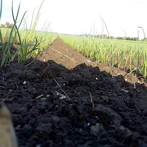 3 november: De onkruidbestrijding werkt goed. De Regt moet alleen nog de grassen wegwerken en dan gaan de uien onkruidvrij de winter in.